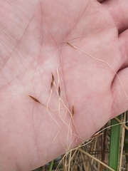 Austrostipa flavescens