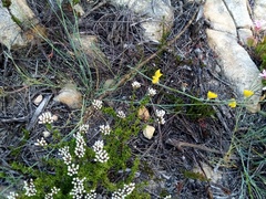 Lebeckia pauciflora