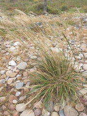 Austrostipa flavescens