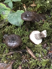 Lactarius pseudomucidus
