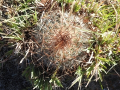 Echinofossulocactus ochoterenaus
