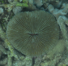 Fungia fungites