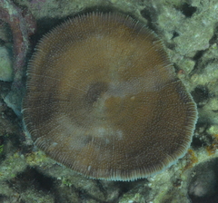 Fungia fungites