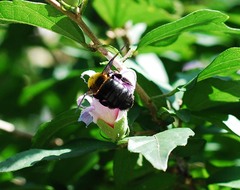 Xylocopa appendiculata circumvolans