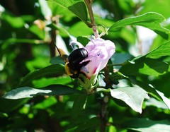 Xylocopa appendiculata circumvolans