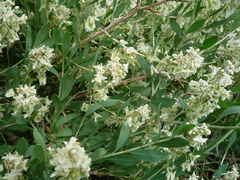 Atraphaxis frutescens