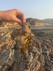 Sebastes chrysomelas