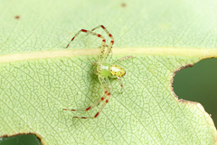 Tharrhalea multopunctata