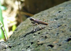 Mantoida maya