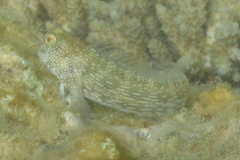 Salarias alboguttatus