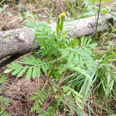 Tagetes foetidissima