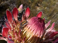 Trichostetha fuscorubra