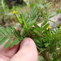 Tagetes foetidissima