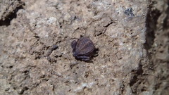 Pseudogarypus