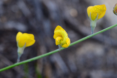 Lebeckia pauciflora