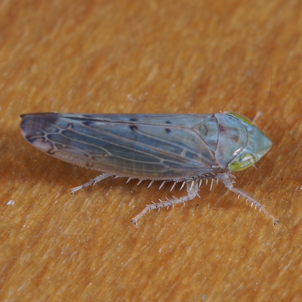 Synophropsis