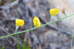 Lebeckia pauciflora