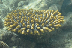 Acropora spathulata