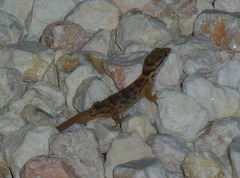 Gonatodes antillensis