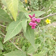 Cestrum roseum
