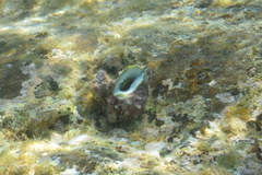Rapaninae