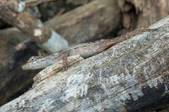 Anolis lineatus