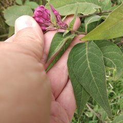 Cestrum roseum