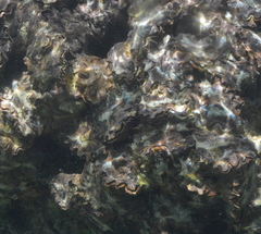 Saccostrea cuccullata