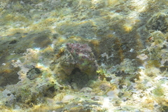 Rapaninae
