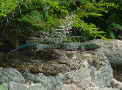 Cnemidophorus murinus