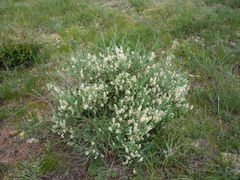 Atraphaxis frutescens