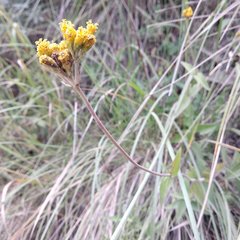 Alloispermum scabrum