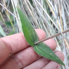 Alloispermum scabrum
