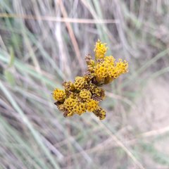 Alloispermum scabrum