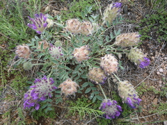 Astragalus laguroides