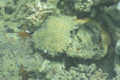 Pinctada margaritifera
