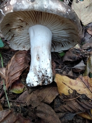 Russula densifolia