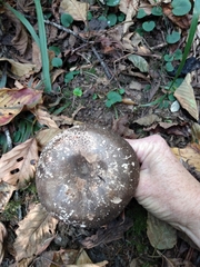 Russula densifolia