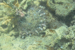 Pinctada margaritifera