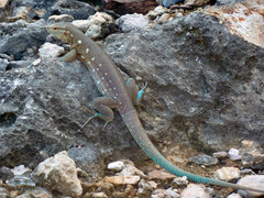 Cnemidophorus murinus