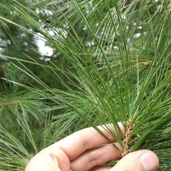 Pinus veitchii