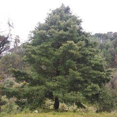 Pinus veitchii