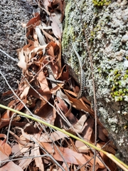 Concinnia brachysoma