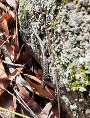 Concinnia brachysoma