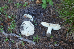 Amanita