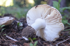 Amanita