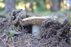 Amanita