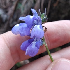 Salvia filifolia