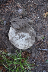 Amanita