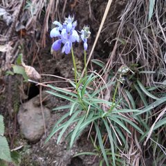 Salvia filifolia